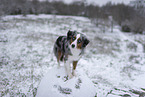 Miniature American Shepherd Hndin