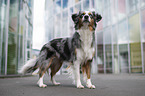 Miniature American Shepherd Hndin