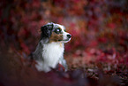 Miniature American Shepherd