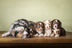 Miniature American Shepherds