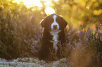 Miniature American Shepherd Welpe