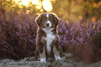 Miniature American Shepherd Welpe