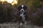 Miniature American Shepherd Welpe