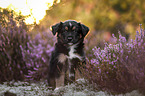 Miniature American Shepherd Welpe