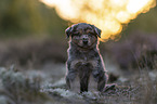 Miniature American Shepherd Welpe