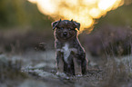 Miniature American Shepherd Welpe