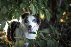 Miniature American Shepherd