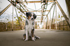 Miniature American Shepherd Hndin