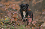 Miniature American Shepherd Rde