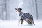 Miniature American Shepherd