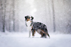 Miniature American Shepherd