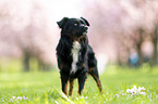 Miniature American Shepherd