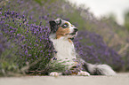 Miniature American Shepherd