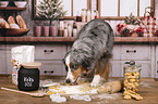 Miniature American Shepherd