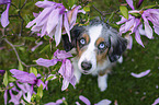 Miniature American Shepherd