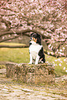 Miniature American Shepherd
