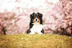 Miniature American Shepherd