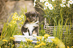 Miniature American Shepherd