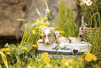 Miniature American Shepherd