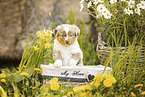 Miniature American Shepherd
