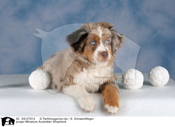 junger Miniature Australian Shepherd / SS-07912