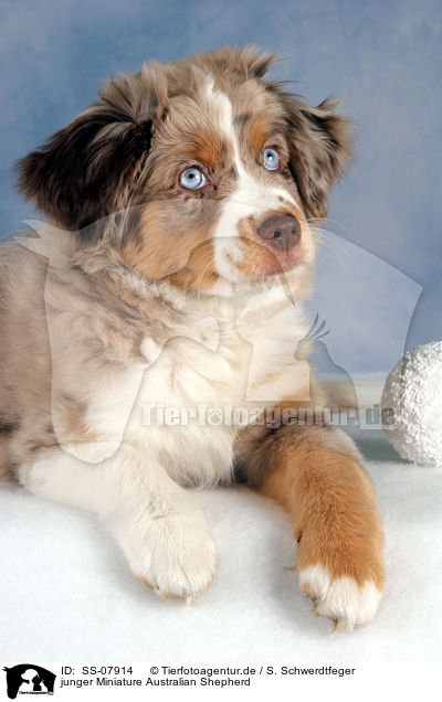 junger Miniature Australian Shepherd / young Miniature Australian Shepherd / SS-07914