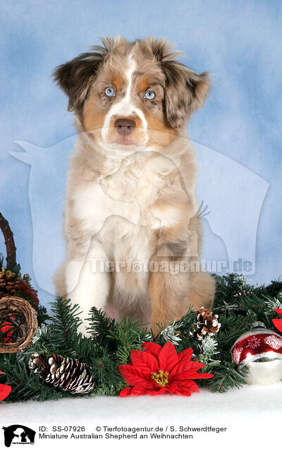 Miniature Australian Shepherd an Weihnachten / Miniature Australian Shepherd at christmas / SS-07926
