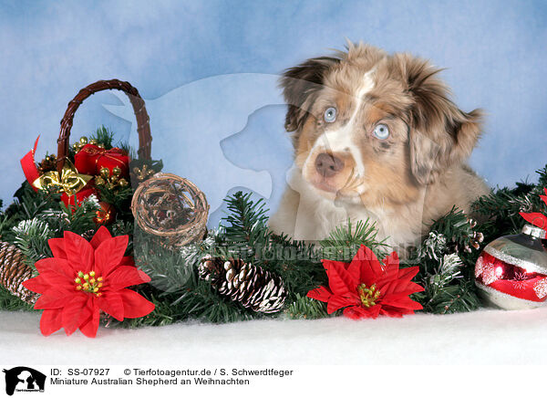 Miniature Australian Shepherd an Weihnachten / Miniature Australian Shepherd at christmas / SS-07927