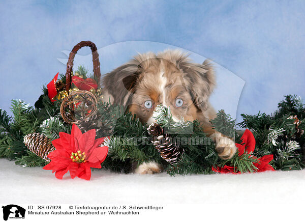 Miniature Australian Shepherd an Weihnachten / Miniature Australian Shepherd at christmas / SS-07928