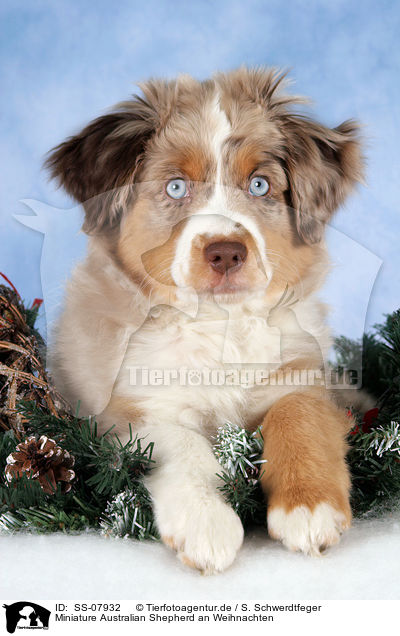 Miniature Australian Shepherd an Weihnachten / Miniature Australian Shepherd at christmas / SS-07932