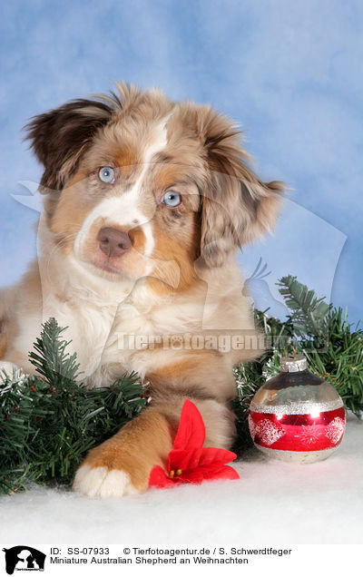 Miniature Australian Shepherd an Weihnachten / Miniature Australian Shepherd at christmas / SS-07933
