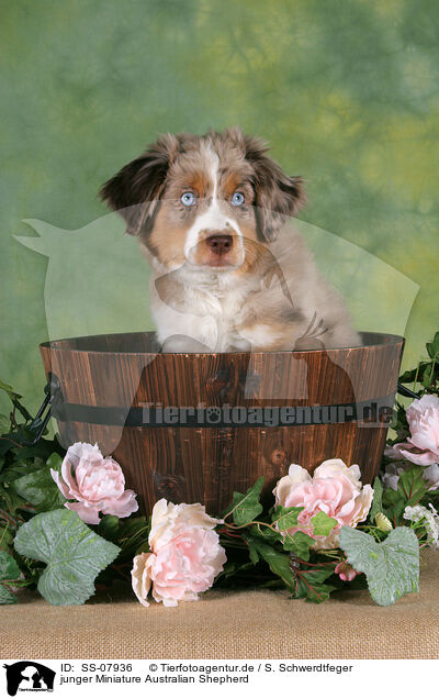 junger Miniature Australian Shepherd / young Miniature Australian Shepherd / SS-07936