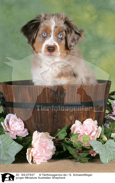 junger Miniature Australian Shepherd / young Miniature Australian Shepherd / SS-07937