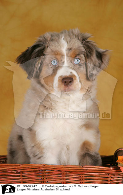 junger Miniature Australian Shepherd / young Miniature Australian Shepherd / SS-07947