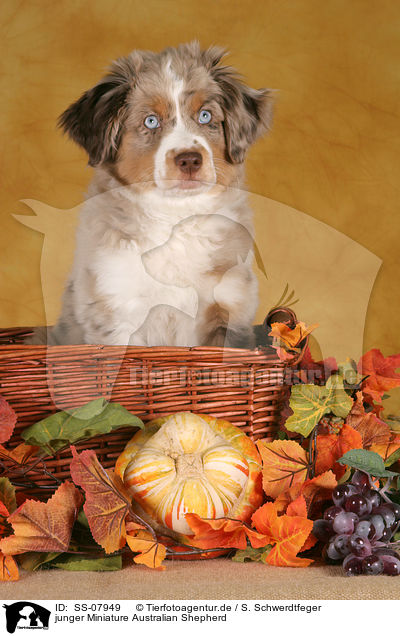 junger Miniature Australian Shepherd / young Miniature Australian Shepherd / SS-07949