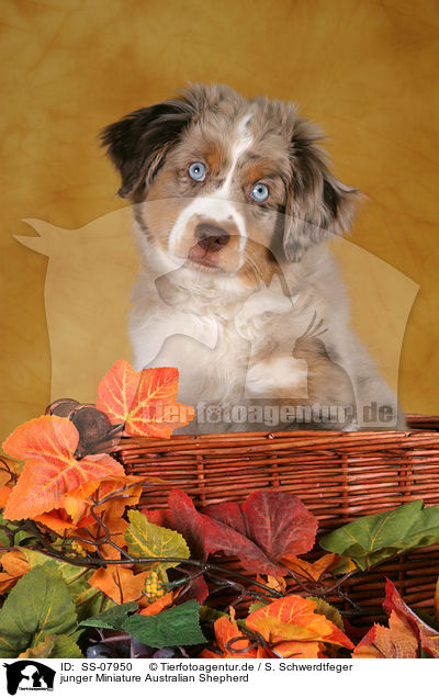 junger Miniature Australian Shepherd / young Miniature Australian Shepherd / SS-07950
