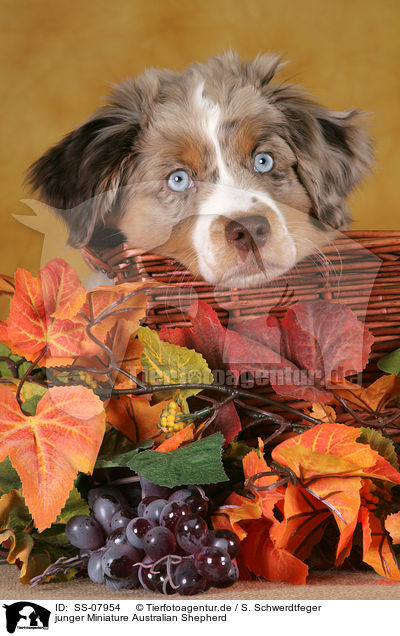 junger Miniature Australian Shepherd / young Miniature Australian Shepherd / SS-07954