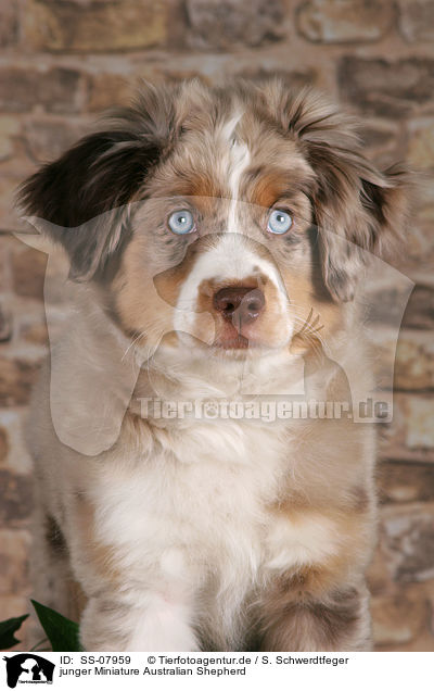 junger Miniature Australian Shepherd / young Miniature Australian Shepherd / SS-07959