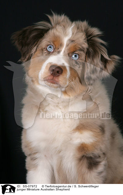 junger Miniature Australian Shepherd / young Miniature Australian Shepherd / SS-07972
