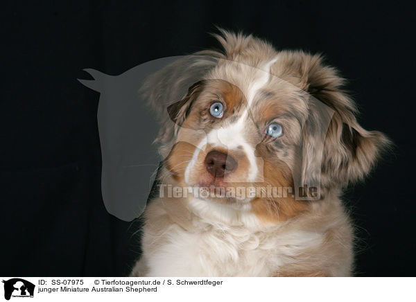 junger Miniature Australian Shepherd / young Miniature Australian Shepherd / SS-07975