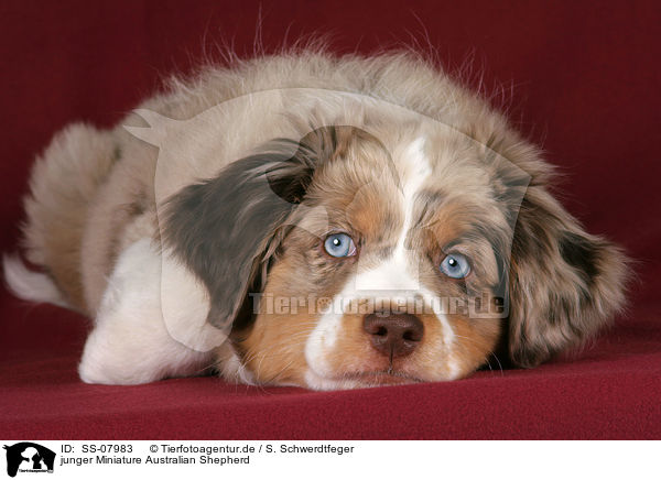 junger Miniature Australian Shepherd / young Miniature Australian Shepherd / SS-07983