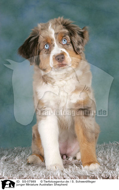 junger Miniature Australian Shepherd / young Miniature Australian Shepherd / SS-07989