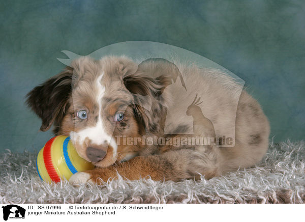 junger Miniature Australian Shepherd / SS-07996
