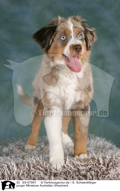 junger Miniature Australian Shepherd / young Miniature Australian Shepherd / SS-07997