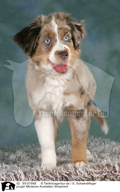 junger Miniature Australian Shepherd / young Miniature Australian Shepherd / SS-07998