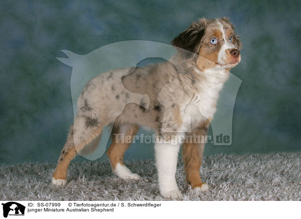 junger Miniature Australian Shepherd / young Miniature Australian Shepherd / SS-07999