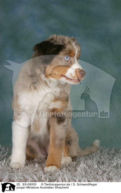 junger Miniature Australian Shepherd / young Miniature Australian Shepherd / SS-08000