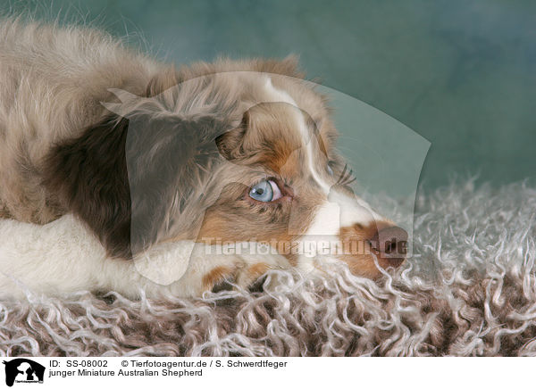 junger Miniature Australian Shepherd / young Miniature Australian Shepherd / SS-08002