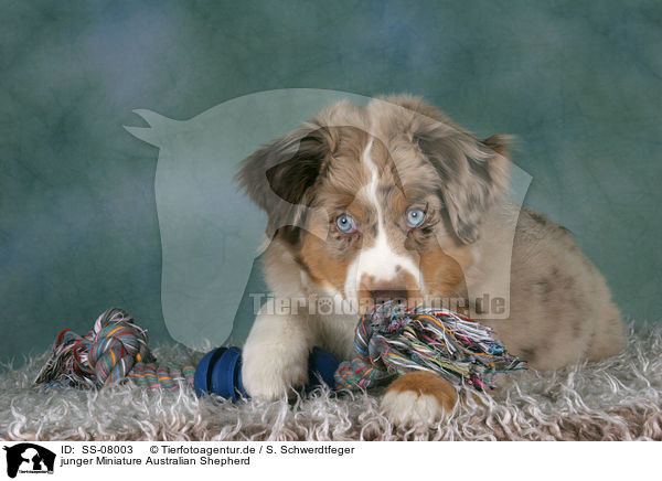 junger Miniature Australian Shepherd / young Miniature Australian Shepherd / SS-08003