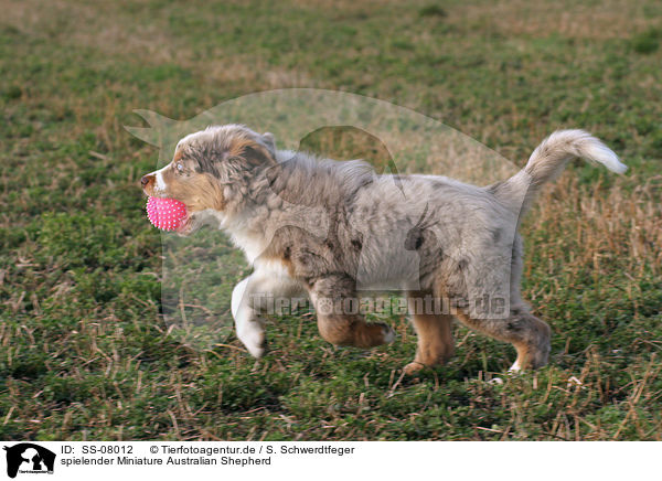 spielender Miniature Australian Shepherd / playing Miniature Australian Shepherd / SS-08012